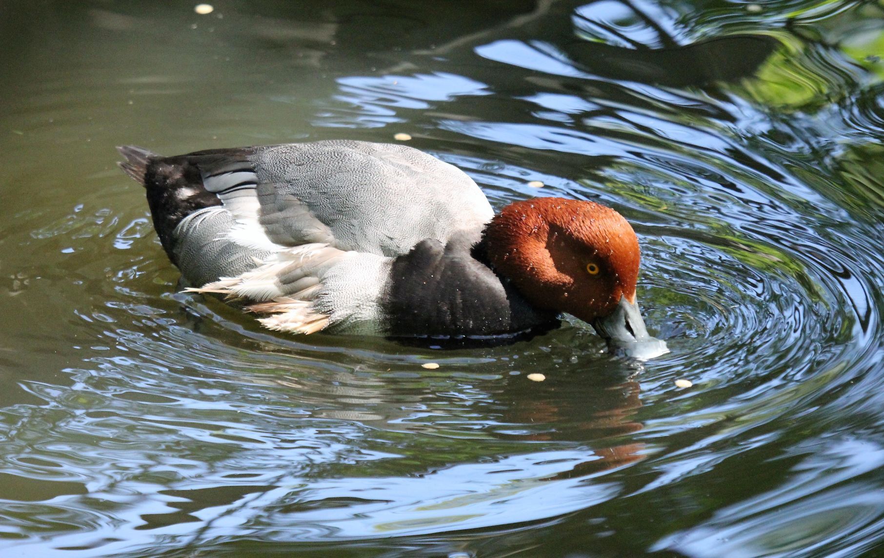 redhead.JPG